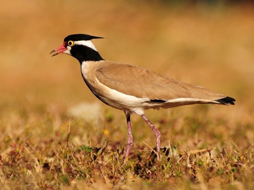 Black-winged Lapwing